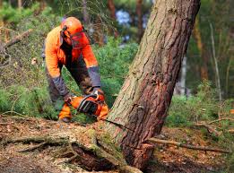 Best Pest Control for Lawns  in Morongo Valley, CA