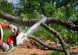  Morongo Valley, CA Tree Care Pros