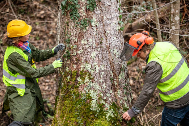 Best Storm Damage Tree Cleanup  in Morongo Valley, CA