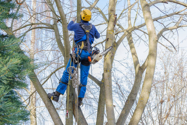 Best Fruit Tree Pruning  in Morongo Valley, CA