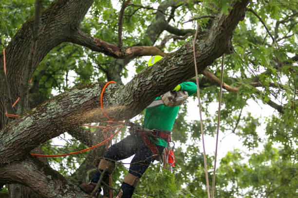 How Our Tree Care Process Works  in  Morongo Valley, CA