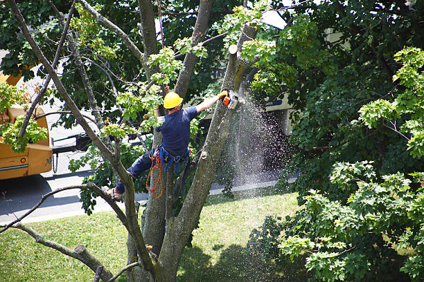 Best Tree and Shrub Care  in Morongo Valley, CA