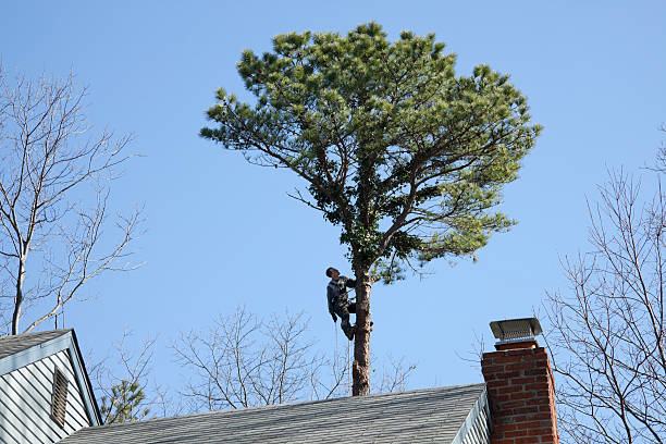 Best Tree Health Inspection  in Morongo Valley, CA