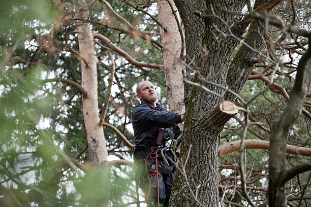  Morongo Valley, CA Tree Care Pros