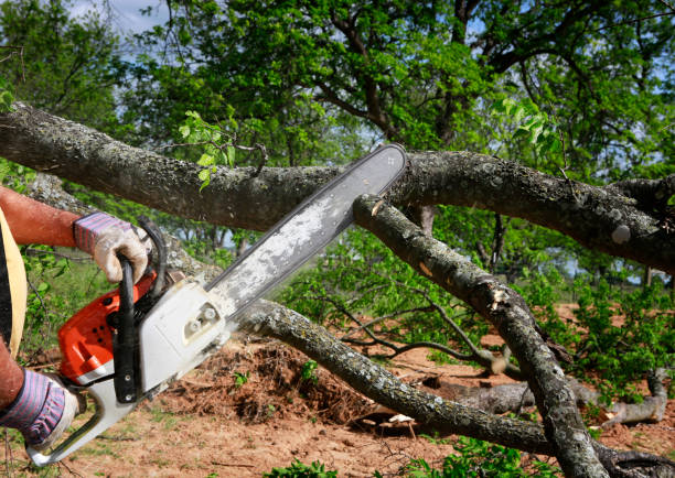 Best Root Management and Removal  in Morongo Valley, CA
