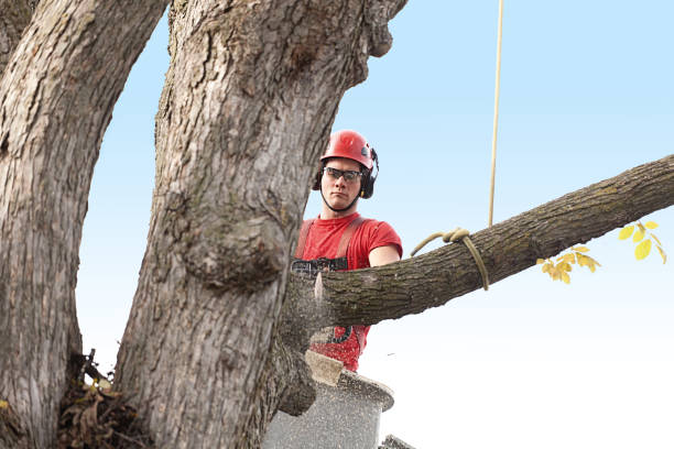 Best Palm Tree Trimming  in Morongo Valley, CA